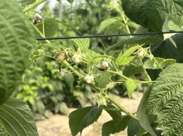 Maliny w stresie wysokich temperatur – jak wspierać rośliny podczas upałów?