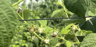 Maliny w stresie wysokich temperatur – jak wspierać rośliny podczas upałów?