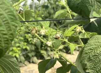 Maliny w stresie wysokich temperatur – jak wspierać rośliny podczas upałów?