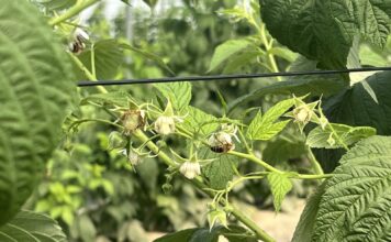 Maliny w stresie wysokich temperatur – jak wspierać rośliny podczas upałów?