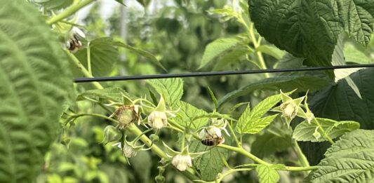 Maliny w stresie wysokich temperatur – jak wspierać rośliny podczas upałów?