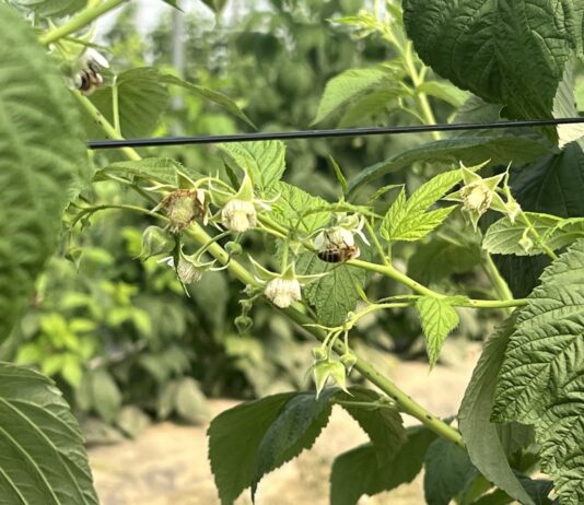 Maliny w stresie wysokich temperatur – jak wspierać rośliny podczas upałów?