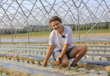 Zakładanie plantacji truskawek w sierpniu? Analiza gleby i pierwsze tygodnie po posadzeniu decydują o przyszłym plonie