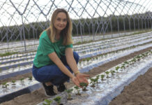 Nowa plantacja truskawek w Hornigach. Jak pomóc roślinom po sadzeniu podczas upałów?