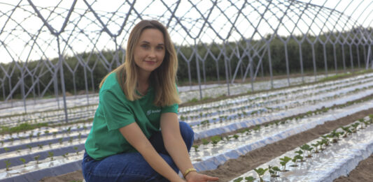 Nowa plantacja truskawek w Hornigach. Jak pomóc roślinom po sadzeniu podczas upałów?