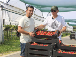 Florice, Karima czy Hademar? Karol Krześniak pokazuje, jak dziś prowadzi plantację truskawek