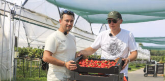 Florice, Karima czy Hademar? Karol Krześniak pokazuje, jak dziś prowadzi plantację truskawek