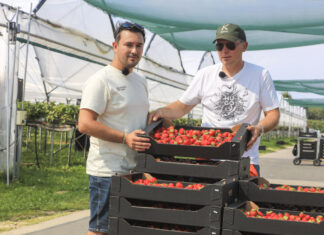 Florice, Karima czy Hademar? Karol Krześniak pokazuje, jak dziś prowadzi plantację truskawek