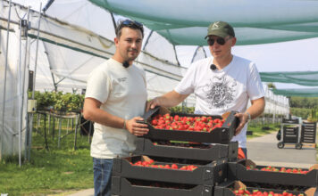 Florice, Karima czy Hademar? Karol Krześniak pokazuje, jak dziś prowadzi plantację truskawek