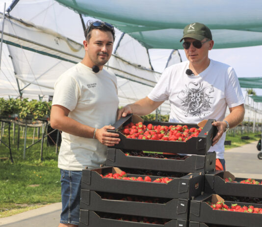 Florice, Karima czy Hademar? Karol Krześniak pokazuje, jak dziś prowadzi plantację truskawek