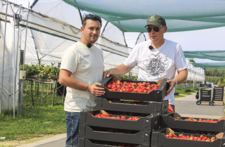 Florice, Karima czy Hademar? Karol Krześniak pokazuje, jak dziś prowadzi plantację truskawek