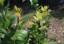 Mszyce w borówce. Mały szkodnik, duże ryzyko dla plantacji