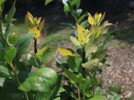 Mszyce w borówce. Mały szkodnik, duże ryzyko dla plantacji