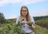 Porzeczki po zbiorach. Jak przygotować plantację do kolejnego sezonu? Najważniejsze zalecenia dotyczące ochrony i nawożenia