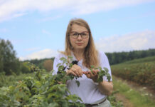 Porzeczki po zbiorach. Jak przygotować plantację do kolejnego sezonu? Najważniejsze zalecenia dotyczące ochrony i nawożenia