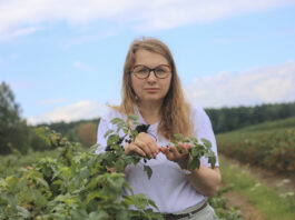Porzeczki po zbiorach. Jak przygotować plantację do kolejnego sezonu? Najważniejsze zalecenia dotyczące ochrony i nawożenia