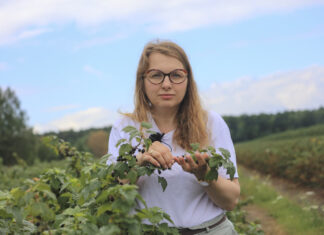 Porzeczki po zbiorach. Jak przygotować plantację do kolejnego sezonu? Najważniejsze zalecenia dotyczące ochrony i nawożenia