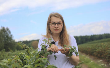 Porzeczki po zbiorach. Jak przygotować plantację do kolejnego sezonu? Najważniejsze zalecenia dotyczące ochrony i nawożenia