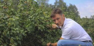 Spotlight w uprawach jagodowych. Jak skutecznie zwalczać chwasty w porzeczkach, malinach i borówkach?