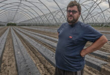 Jak przygotować zagony pod truskawki w tunelach? Mateusz Włodarczyk pokazuje rozwiązania zastosowane w Hornigach