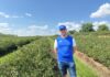 Czy warto dziś sadzić agrest i porzeczki? Plantator mówi o plonach, cenach i opłacalności Piotra Piłata prowadzi rodzinne gospodarstwo z uprawą krzewów jagodowych