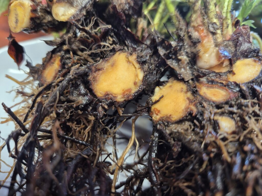 Verticillium dahliae+Fusarium oxysporum+Rhizoctonia solani
