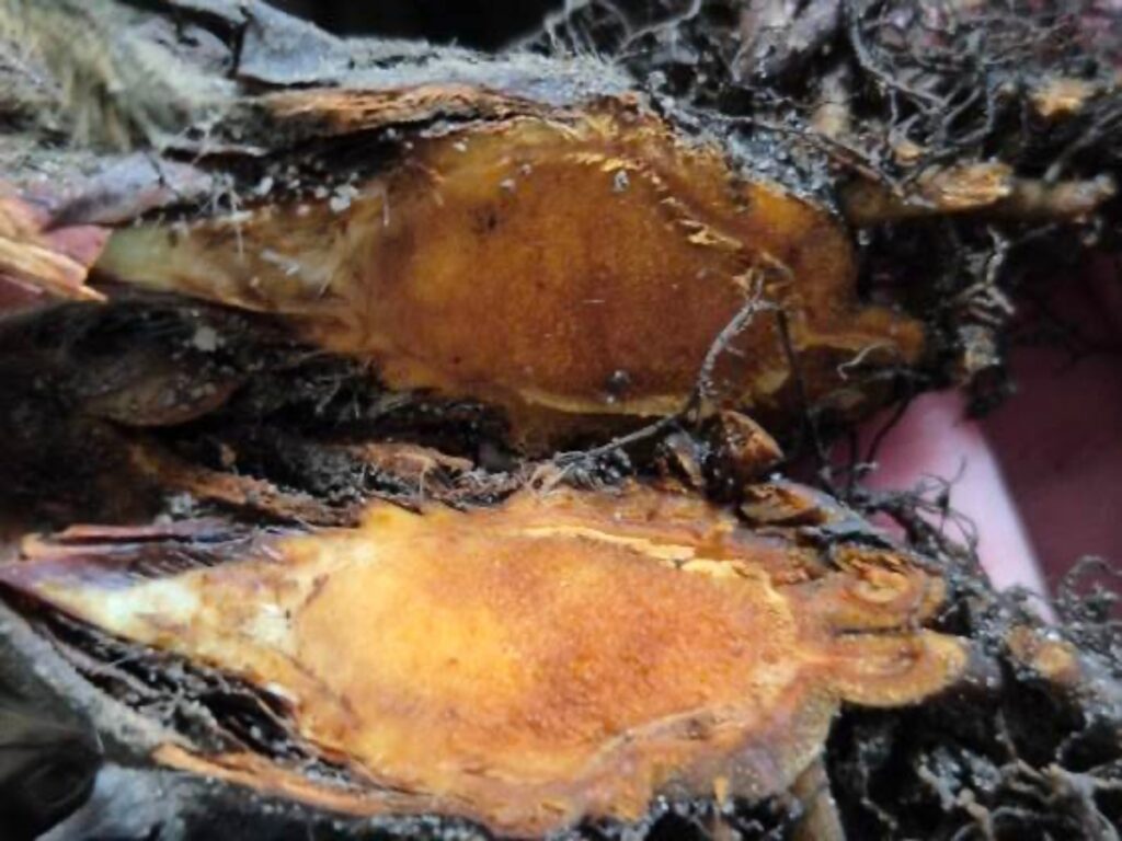 Phytophthora cactorum + Fusarium oxysporum