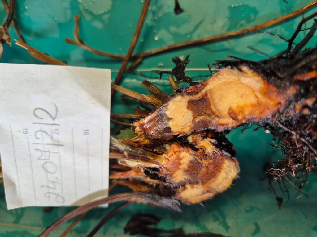 Fusarium solani + Rhizoctonia solani