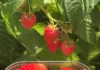G-Viva – pierwsza odmiana maliny z programu hodowlanego G-Berries