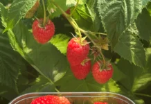 G-Viva – pierwsza odmiana maliny z programu hodowlanego G-Berries