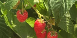 G-Viva – pierwsza odmiana maliny z programu hodowlanego G-Berries