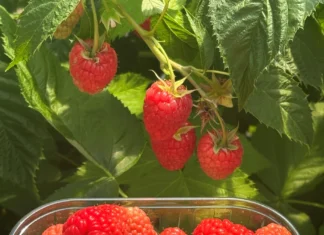 G-Viva – pierwsza odmiana maliny z programu hodowlanego G-Berries