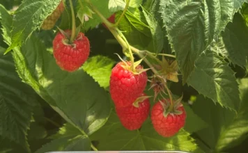G-Viva – pierwsza odmiana maliny z programu hodowlanego G-Berries