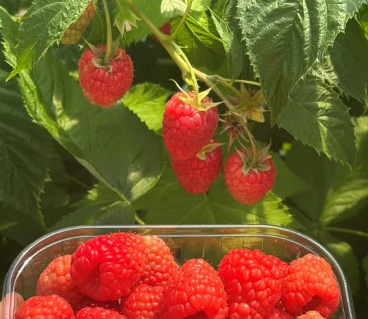 G-Viva – pierwsza odmiana maliny z programu hodowlanego G-Berries