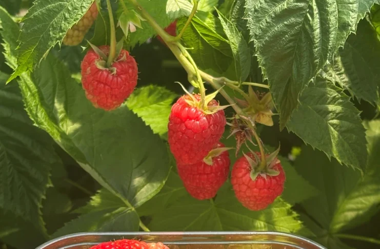 G-Viva – pierwsza odmiana maliny z programu hodowlanego G-Berries