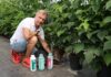 Mikoryza i mikroorganizmy w malinach. Doświadczenia pokazują, że warto inwestować w biologię gleby Tomasz Szuławy (Ceres) prezentuje właściwie rozwijający się system korzeniowy maliny