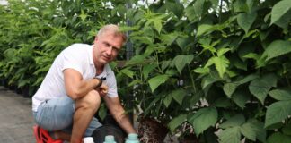 Mikoryza i mikroorganizmy w malinach. Doświadczenia pokazują, że warto inwestować w biologię gleby Tomasz Szuławy (Ceres) prezentuje właściwie rozwijający się system korzeniowy maliny