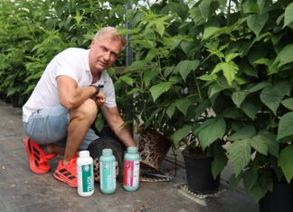 Mikoryza i mikroorganizmy w malinach. Doświadczenia pokazują, że warto inwestować w biologię gleby Tomasz Szuławy (Ceres) prezentuje właściwie rozwijający się system korzeniowy maliny