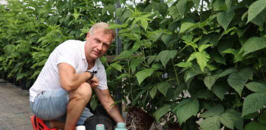 Mikoryza i mikroorganizmy w malinach. Doświadczenia pokazują, że warto inwestować w biologię gleby Tomasz Szuławy (Ceres) prezentuje właściwie rozwijający się system korzeniowy maliny