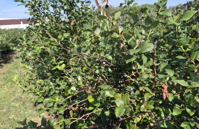 Plantacja borówki po zbiorach