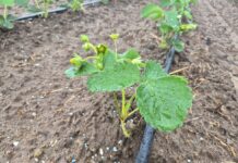 Na nowych plantacjach truskawek (monitoring plantacji, 10.08.2026 r.) plantacja truskawek po posadzeniu