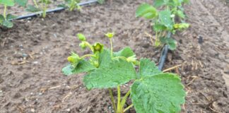Na nowych plantacjach truskawek (monitoring plantacji, 10.08.2026 r.) plantacja truskawek po posadzeniu