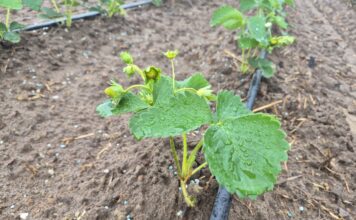 Na nowych plantacjach truskawek (monitoring plantacji, 10.08.2026 r.) plantacja truskawek po posadzeniu