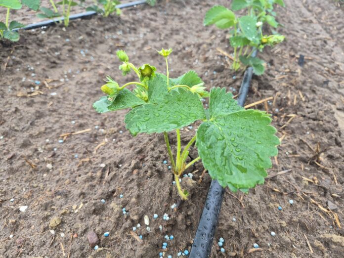 mp_truskawka_08_20260807_103644 plantacja truskawek po posadzeniu