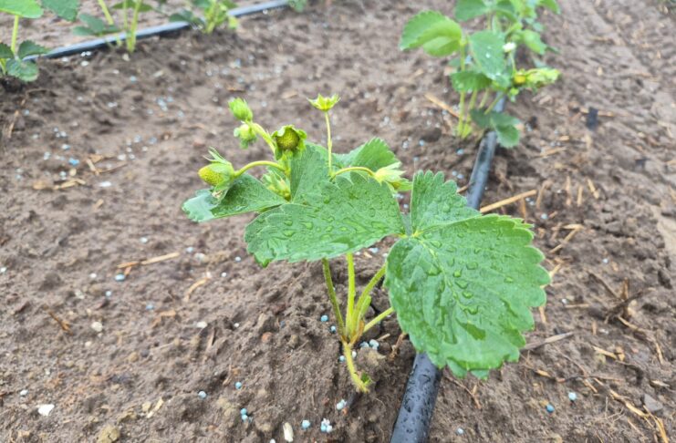 Na nowych plantacjach truskawek (monitoring plantacji, 10.08.2026 r.) plantacja truskawek po posadzeniu