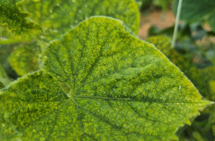 Przędziorki nie odpuszczają. Jak zatrzymać ich żerowanie na plantacji?