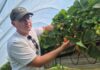 Zdrowy korzeń, jakość owoców i odporność na upał. Jak plantator prowadzi plantację truskawek na rynnach