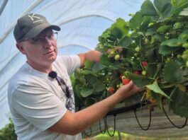Zdrowy korzeń, jakość owoców i odporność na upał. Jak plantator prowadzi plantację truskawek na rynnach