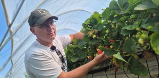 Zdrowy korzeń, jakość owoców i odporność na upał. Jak plantator prowadzi plantację truskawek na rynnach