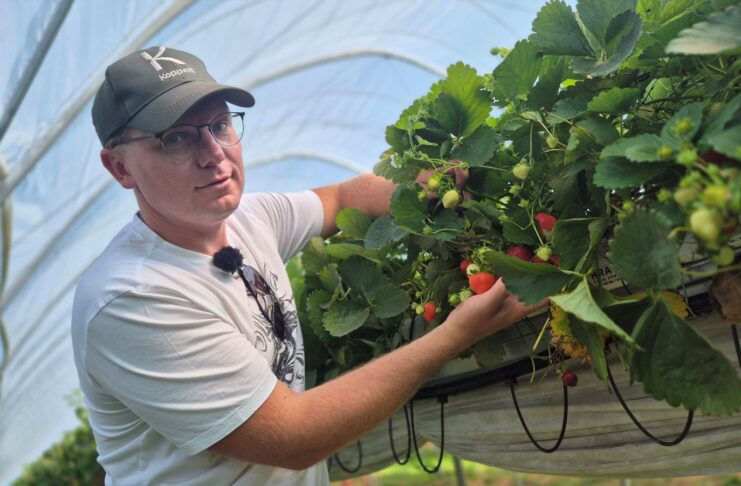 Zdrowy korzeń, jakość owoców i odporność na upał. Jak plantator prowadzi plantację truskawek na rynnach